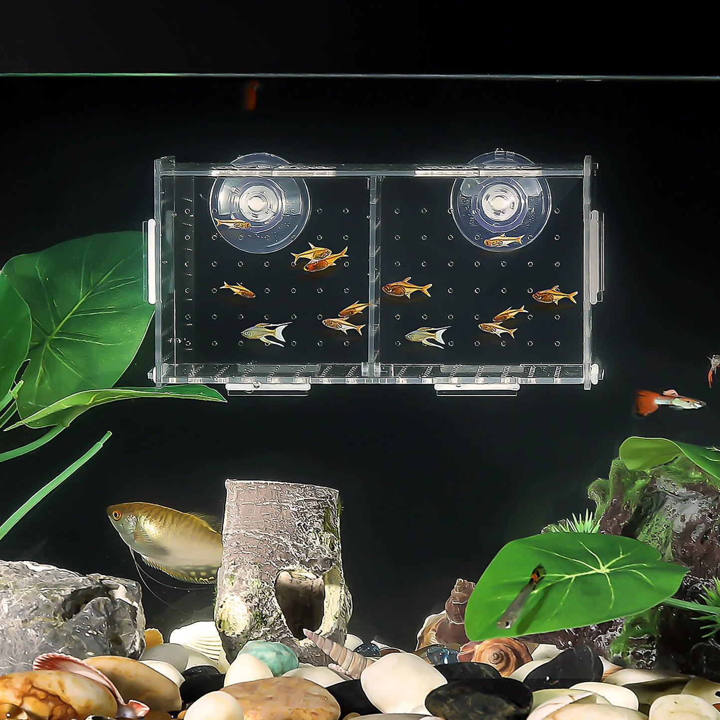 Multifunctional Fish Breeding Box