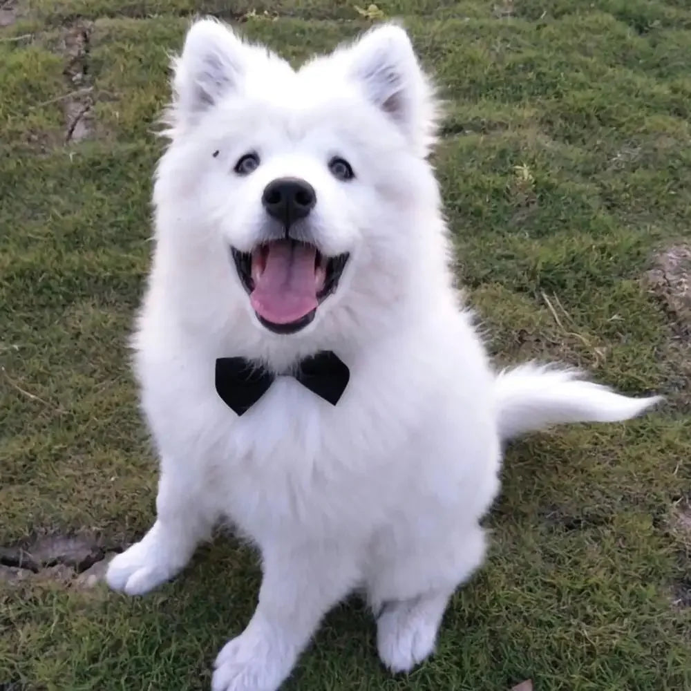 DapperPaws Adjustable Pet Bow Tie