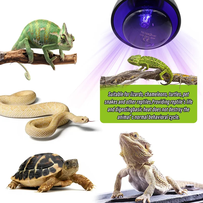 Pet Heating Lamp E27 Night Lamp - UV Heat Bulb for Amphibians and Reptiles